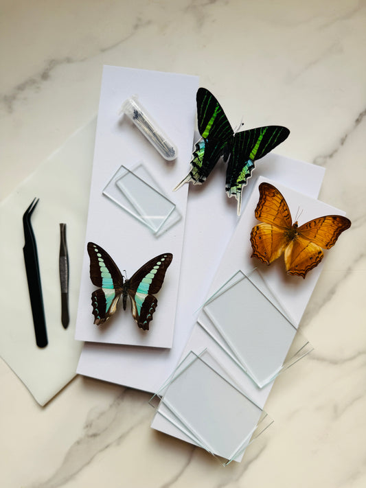 Private Group Insect Mounting Class; Tools and Materials Included