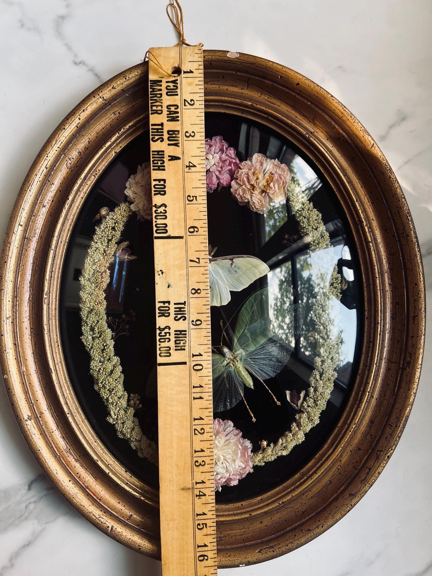 Real Insect Art; Real Luna Moth; Real Bush Cricket; Antique Convex Bubble Glass Frame
