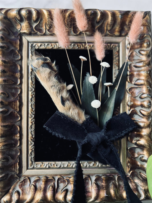 Real Mummified Coyote Paw Display; Vintage Ornate Frame
