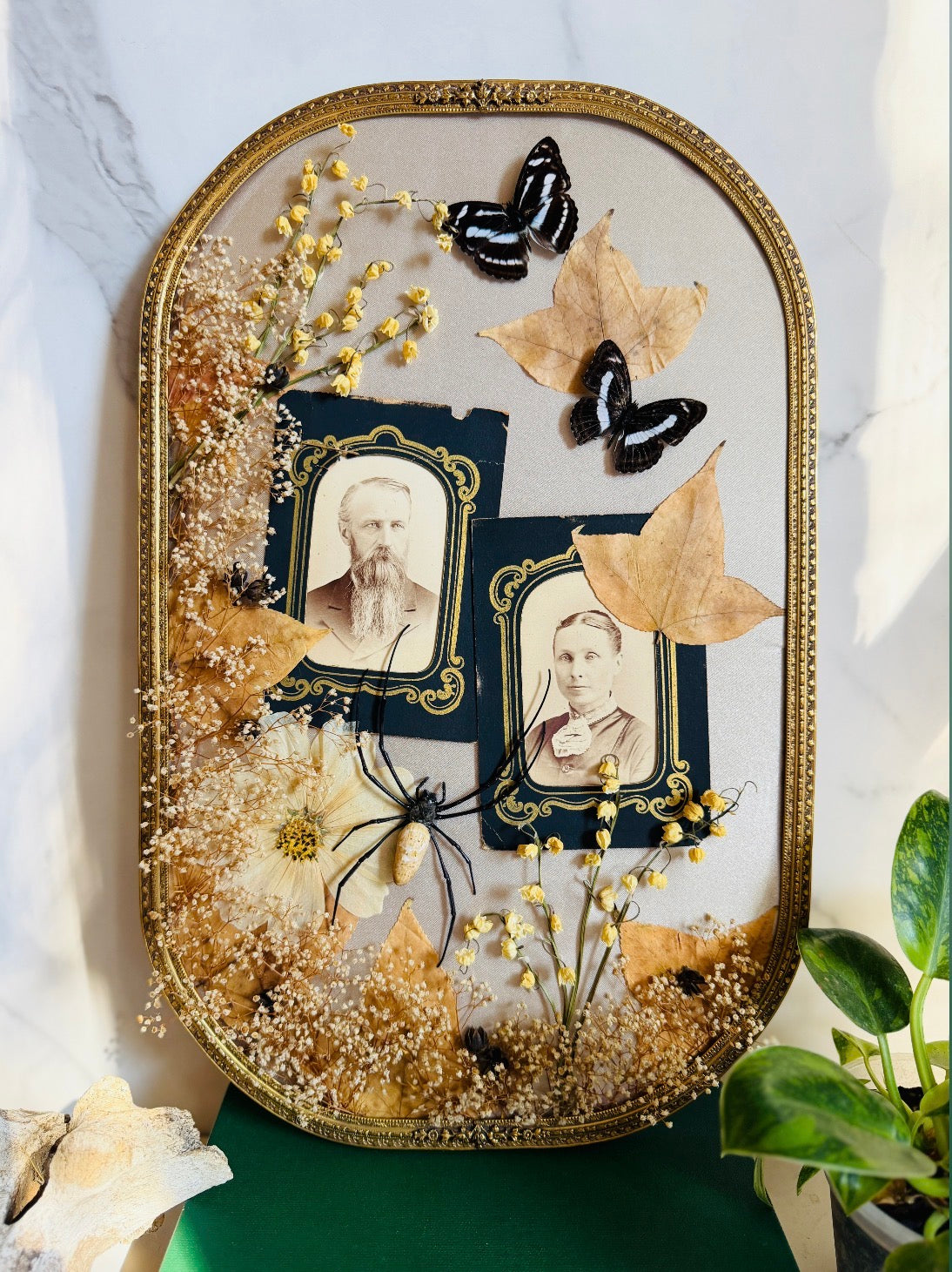 Fenric - Real Butterfly & Spider Art; Antique Tintypes