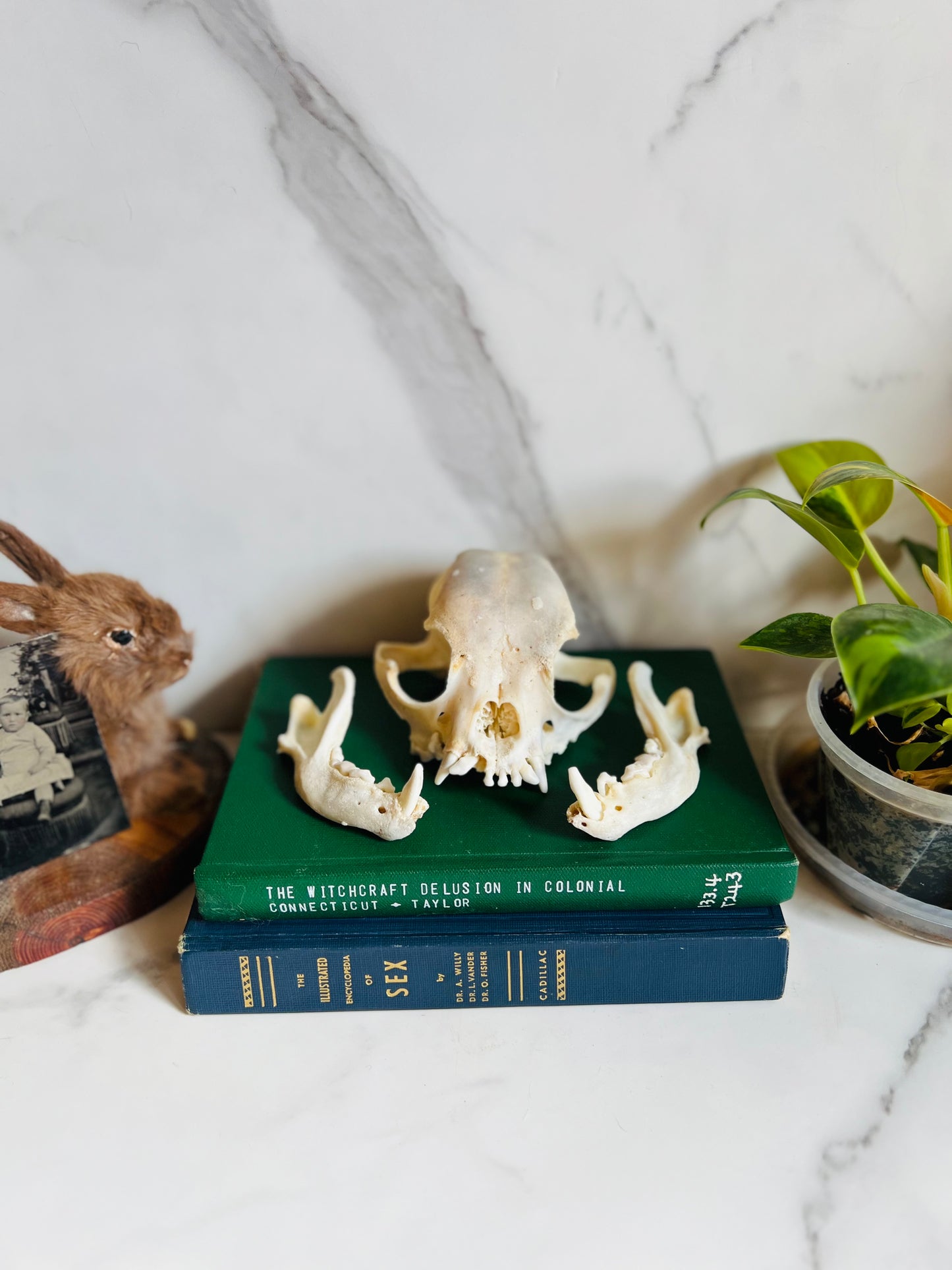 Real Canine Skull; Bone Deformities; Pug