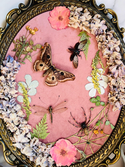 Real Insect Art; Antique Ornate Bubble Convex Frame