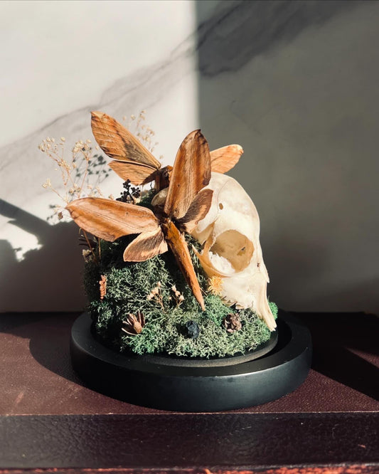 Real Skull Art; Real Insect Art; Glass Cloche