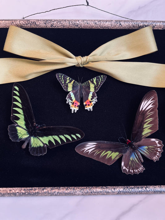 Real Insect Art; Real Butterfly; Real Moth; Antique Convex Bubble Glass Frame