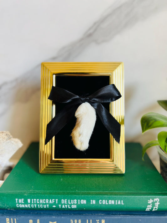 Real Taxidermy Art; Real Rabbit Foot; Antique Ornate Frame