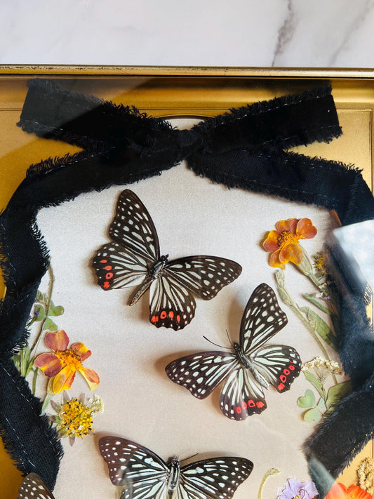 Real Insect Art; Real Butterfly Art; Antique Shadowbox Frame