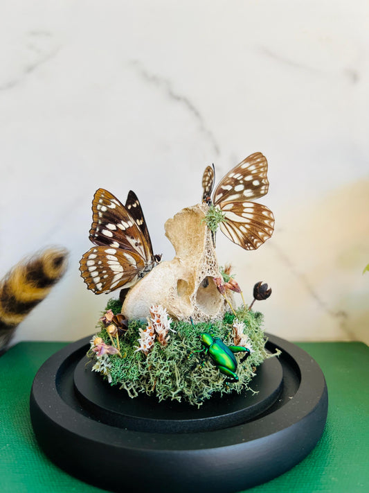 Real Bone Art; Real Insect Art; Glass Cloche