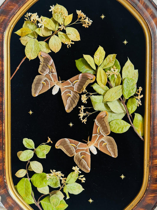 Étoile - Antique Bubble/Convex Glass; Real Moth Art; Real Jasmine Flowers;