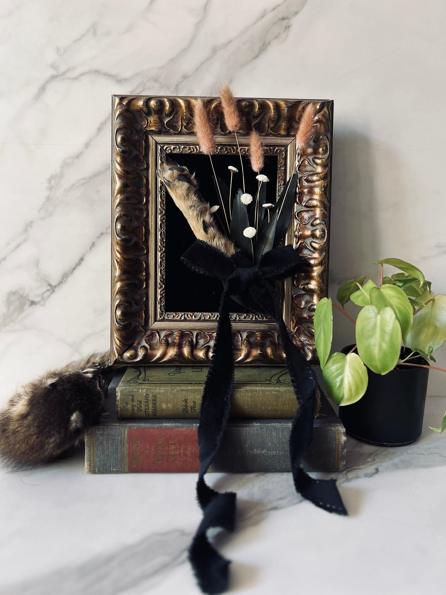 Real Mummified Coyote Paw Display; Vintage Ornate Frame