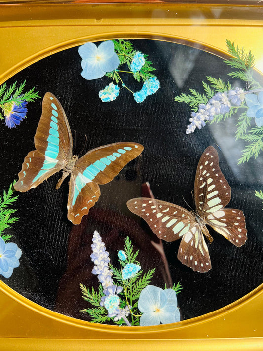 Real Insect Art; Real Butterfly Art; Antique Shadowbox Frame