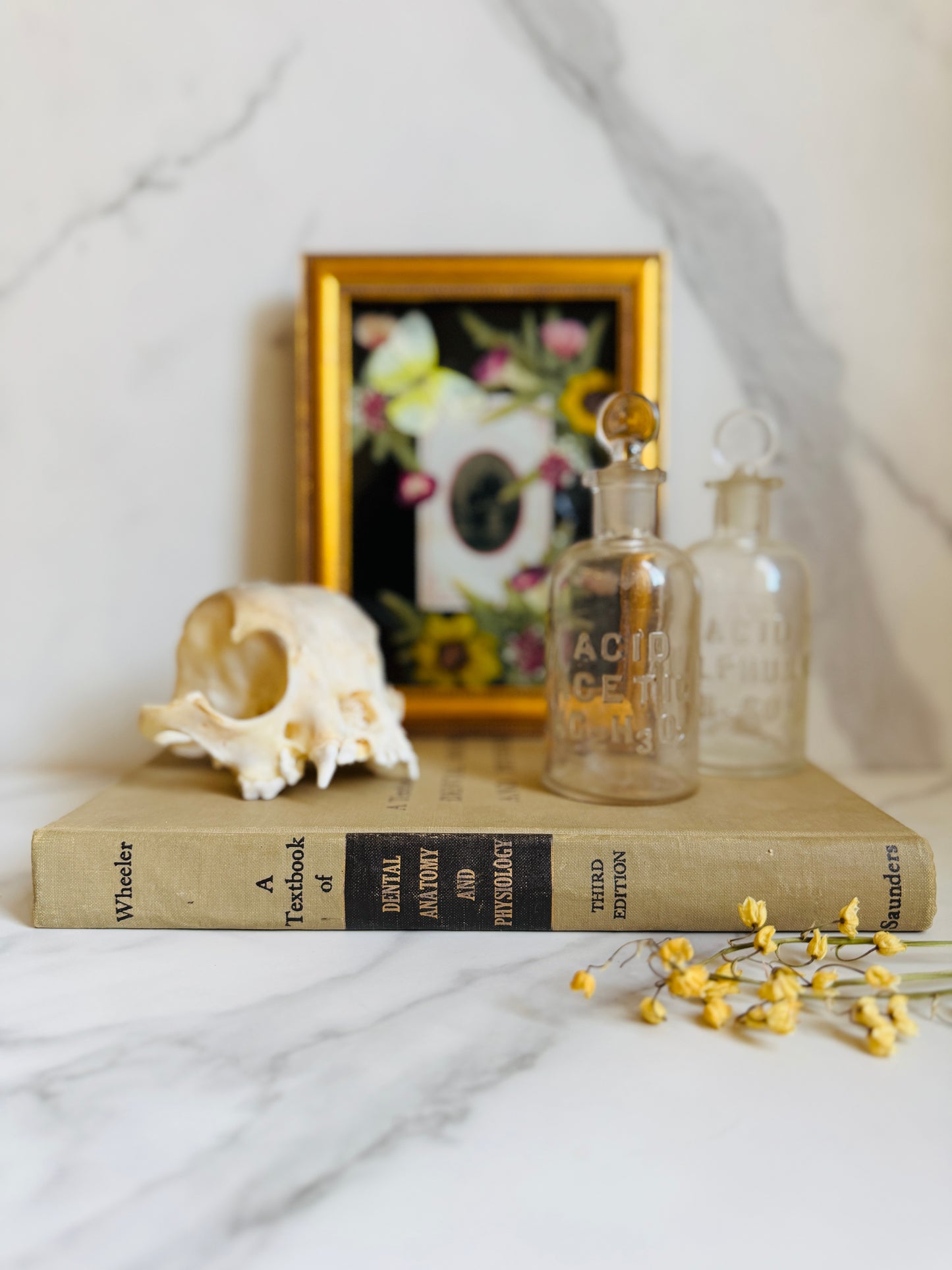 1958 Textbook of Dental Anatomy and Physiology; Vintage Medical Book