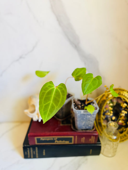 Besseae aff. x Fort Sherman Anthurium Seedling