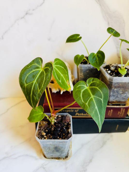 Magnificum x (Verde x Forgetii) Anthurium Seedling