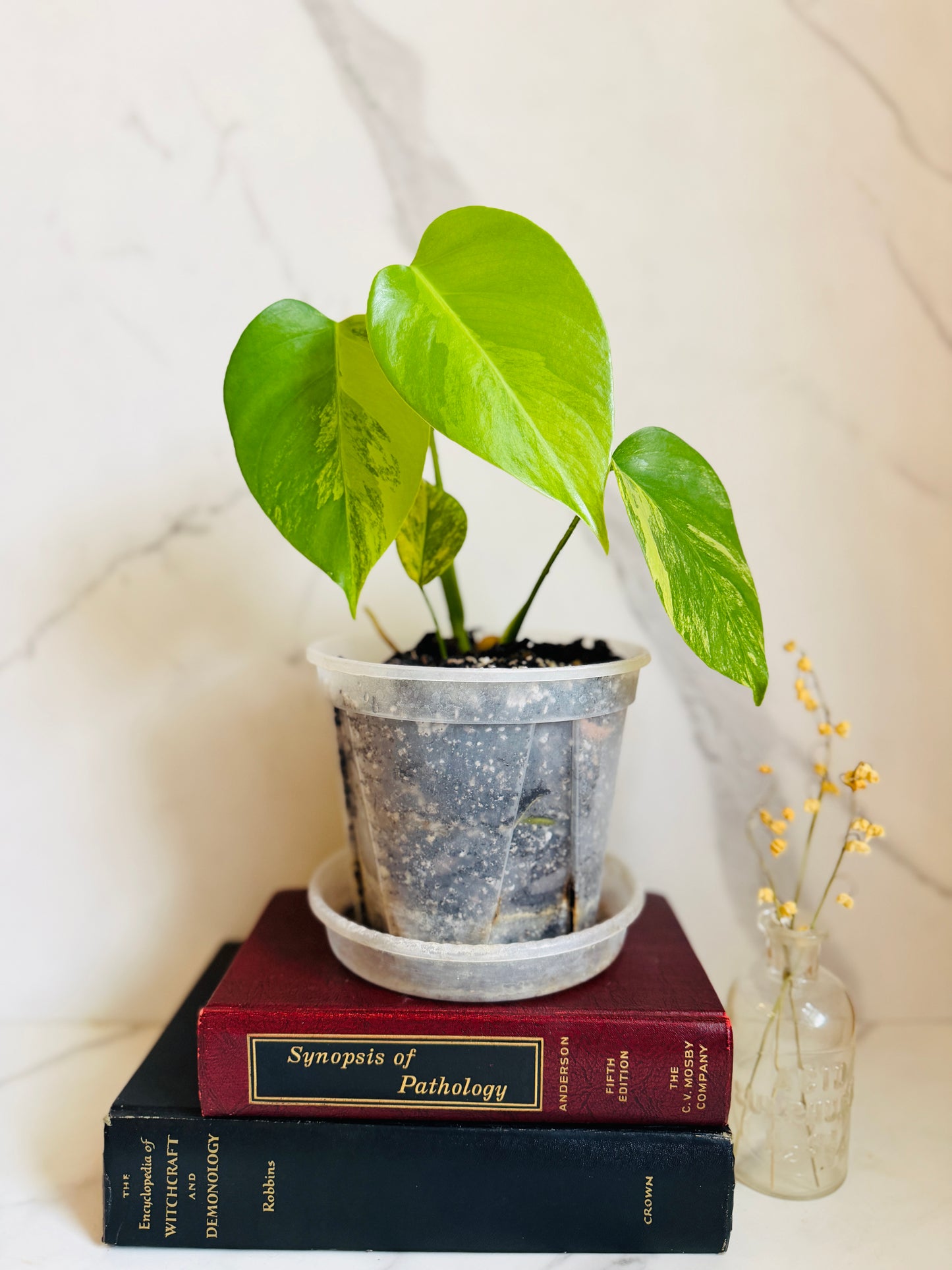 Monstera Aurea