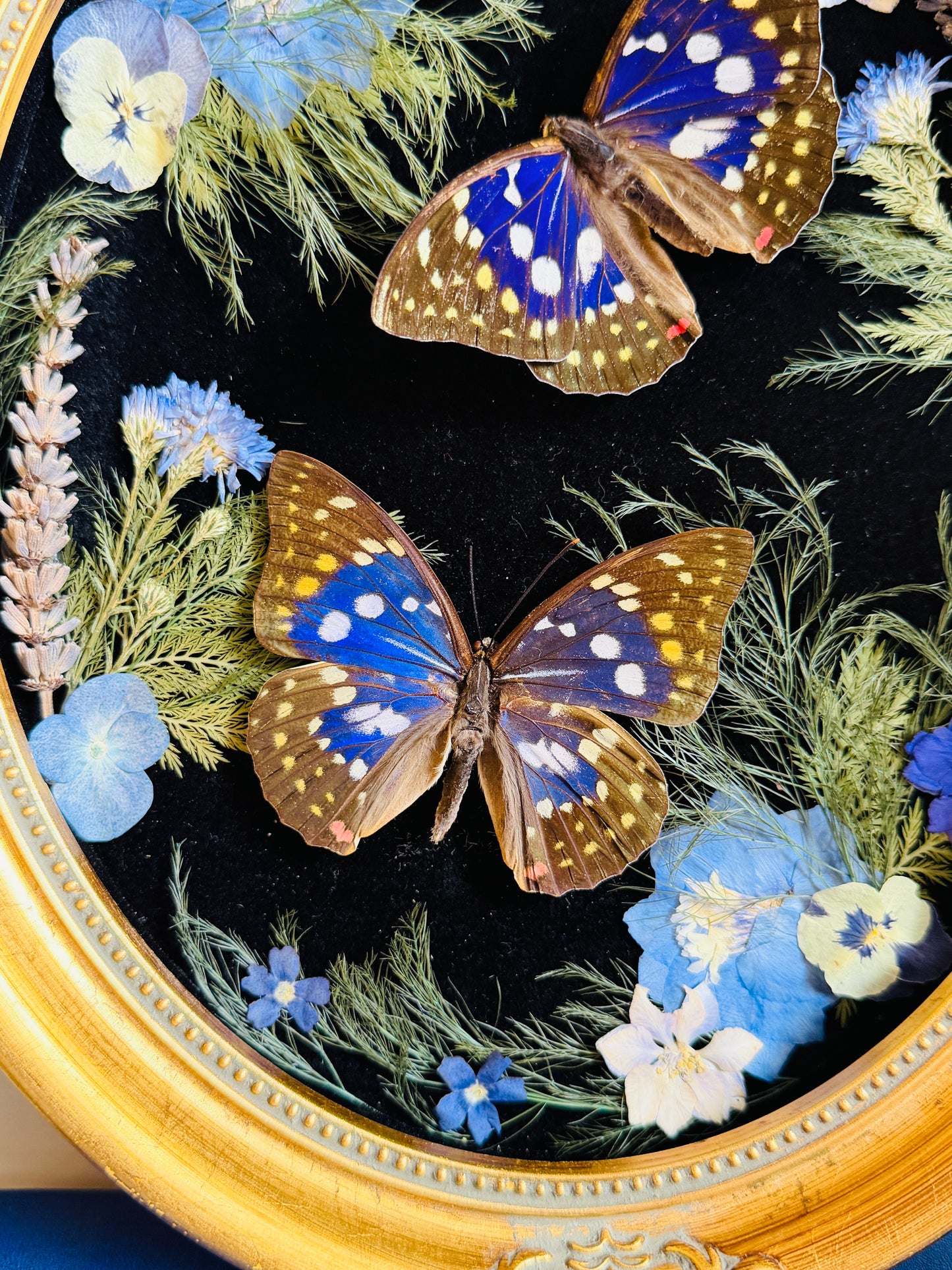 Amethyst - Real Butterfly Art; Real Dried Botanicals