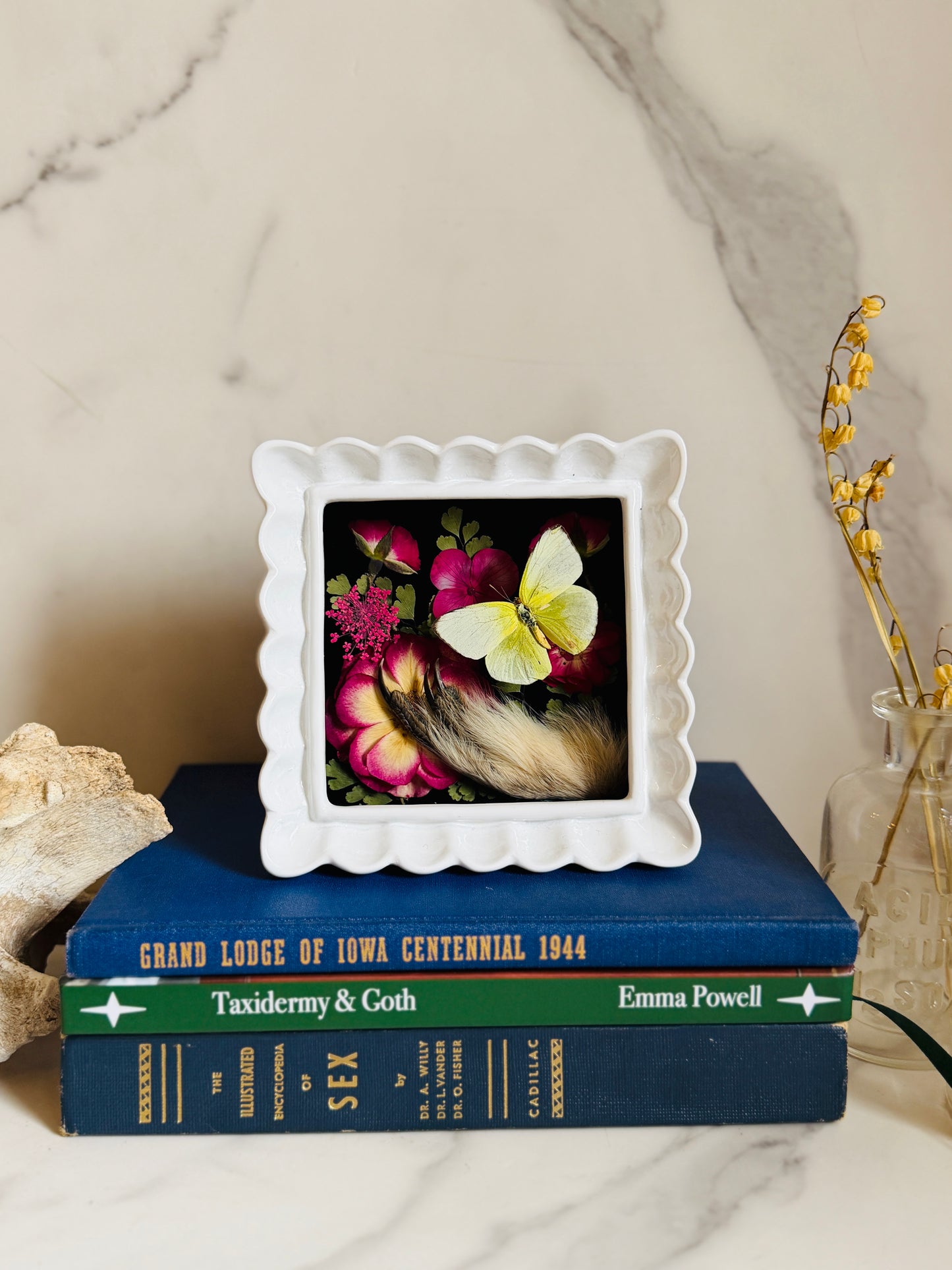 Covey - Real Taxidermy Foot; Real Butterfly Art