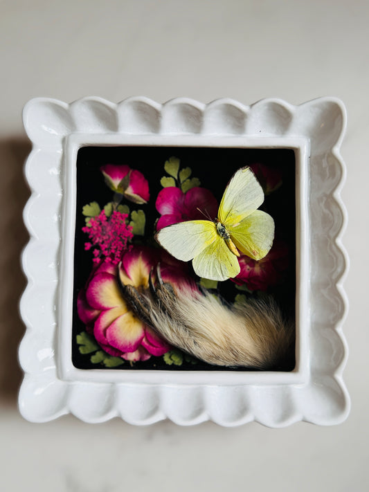 Covey - Real Taxidermy Foot; Real Butterfly Art