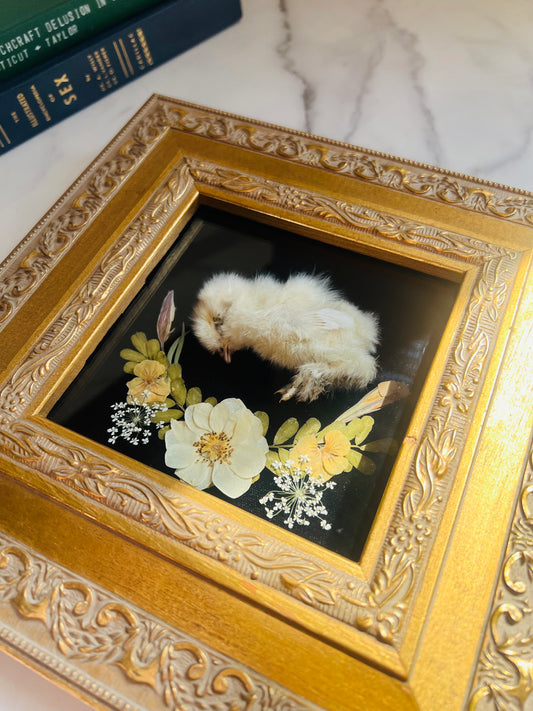 Real Taxidermy Art; Real Mummification; Real Chick