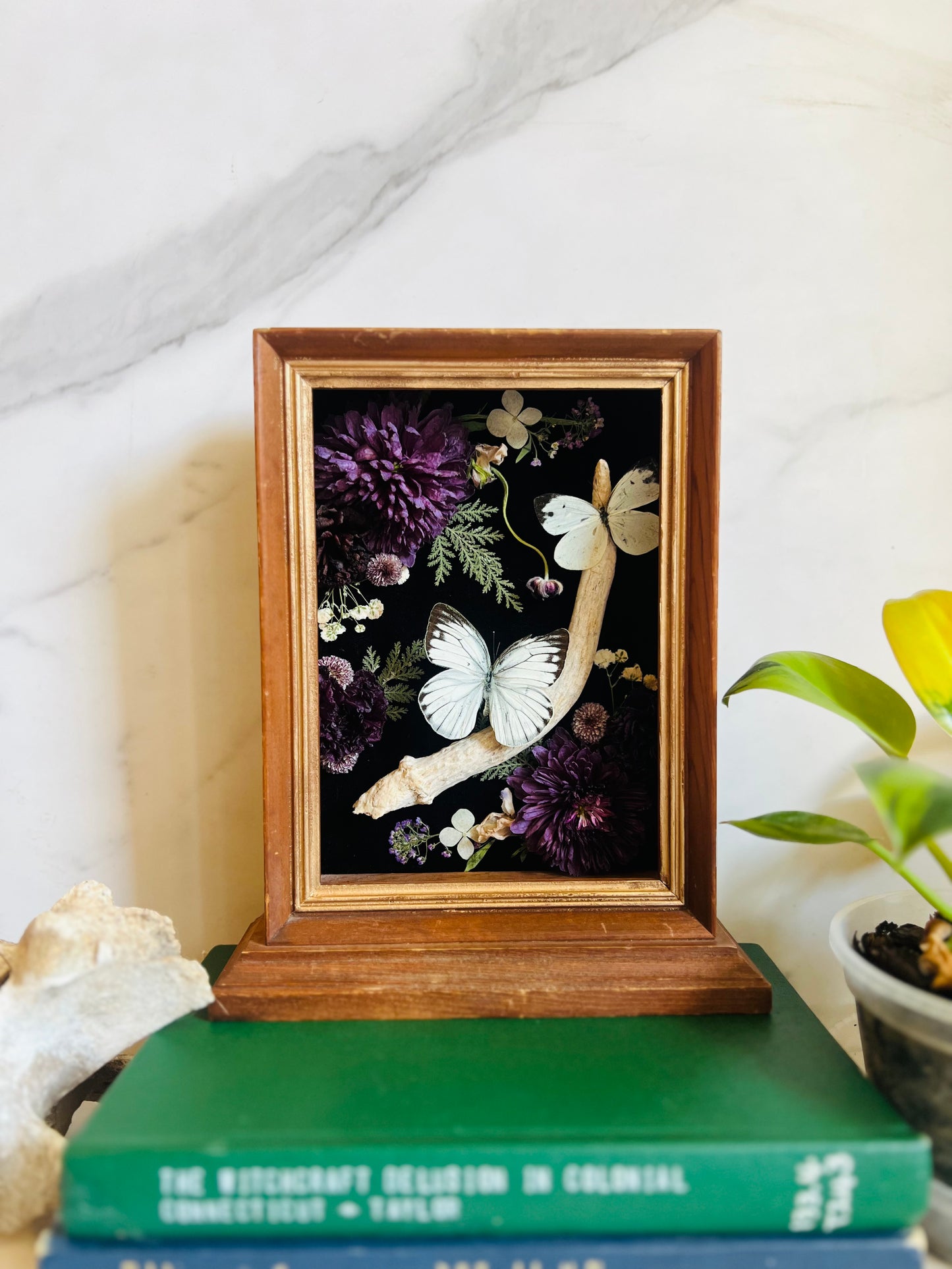 Real Insect Art; Real Antler; Antique Wood Frame