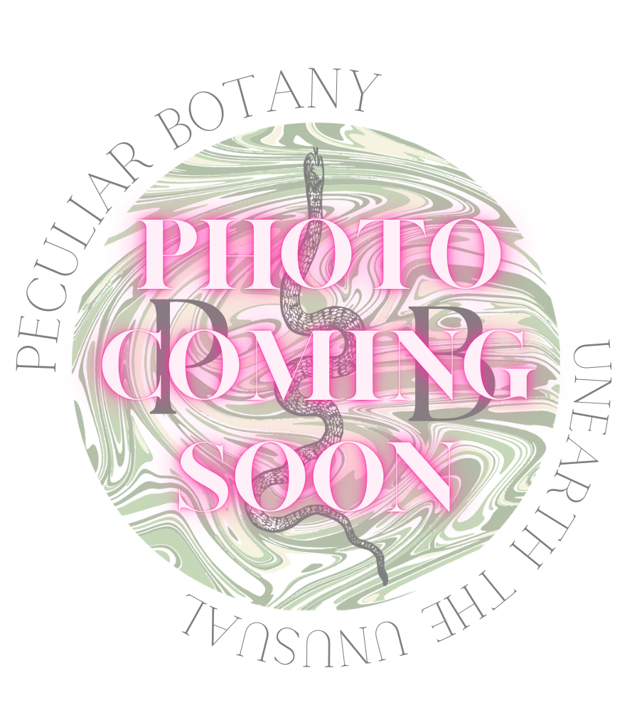 Victorian Mourning Inspired Hair Work Flowers; Real Human Hair