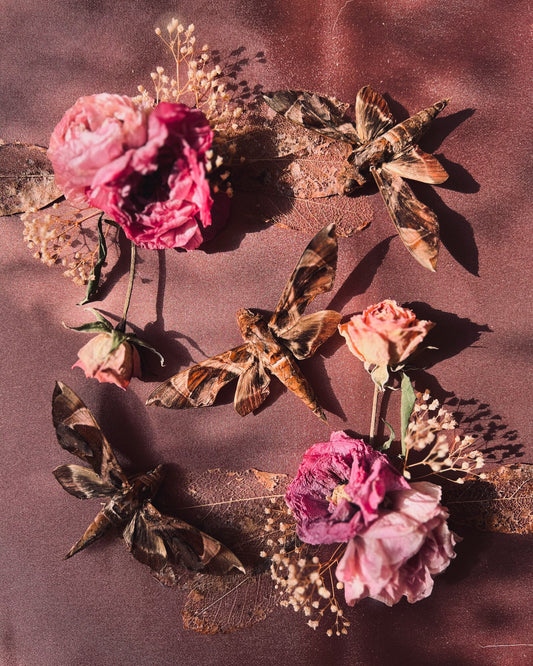 Real Insect Art; Real Moth; Antique Vintage Frame