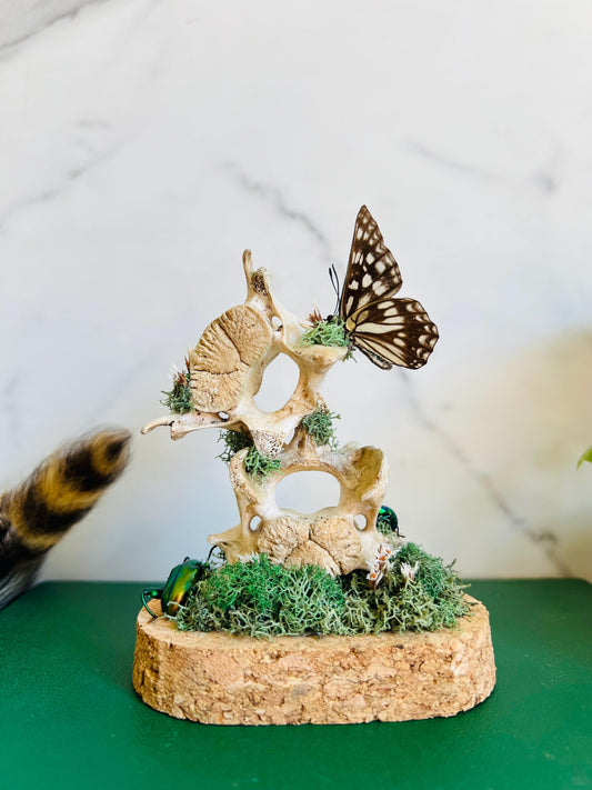 Real Insect Display; Real Butterfly Beetle Art; Glass Cloche Display