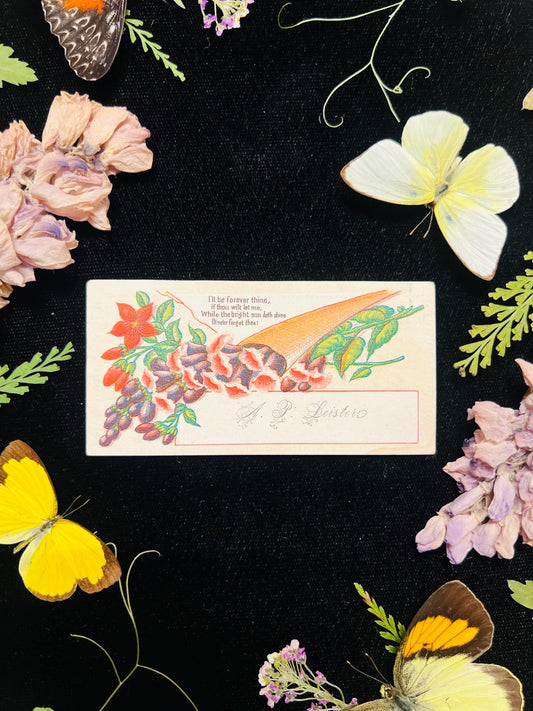 Real Insect Art; Antique Ornate Bubble Convex Frame