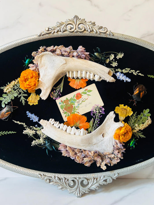 Real Insect Art; Antique Convex Bubble Glass Frame