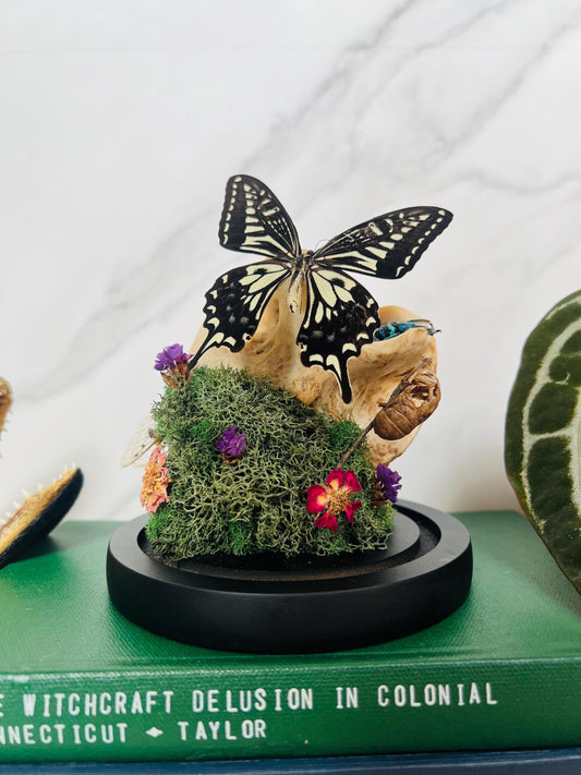 Real Bone Art; Real Insect Art; Glass Cloche