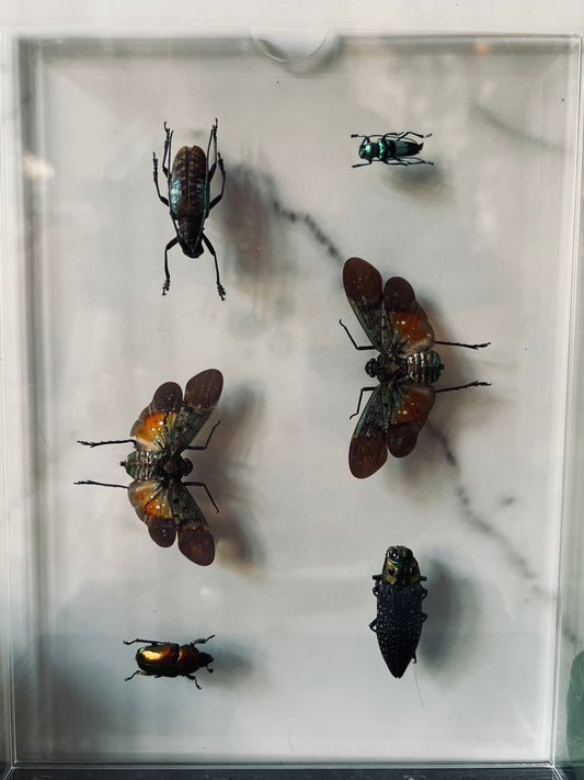 Real Insect Art; Acrylic Shadowbox
