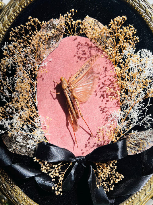 Real Insect Art; Real Dried Botanicals; Antique Ornate Bubble Convex Frame