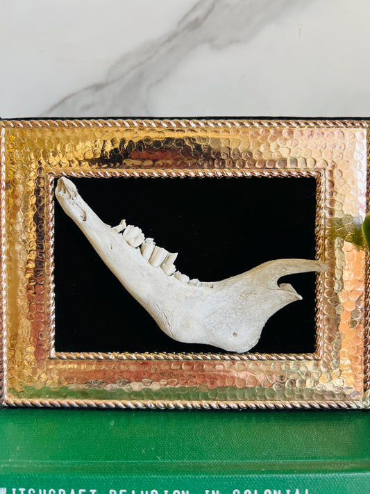 Real Taxidermy Art; Real Goat Jaw; Vintage Ornate Frame