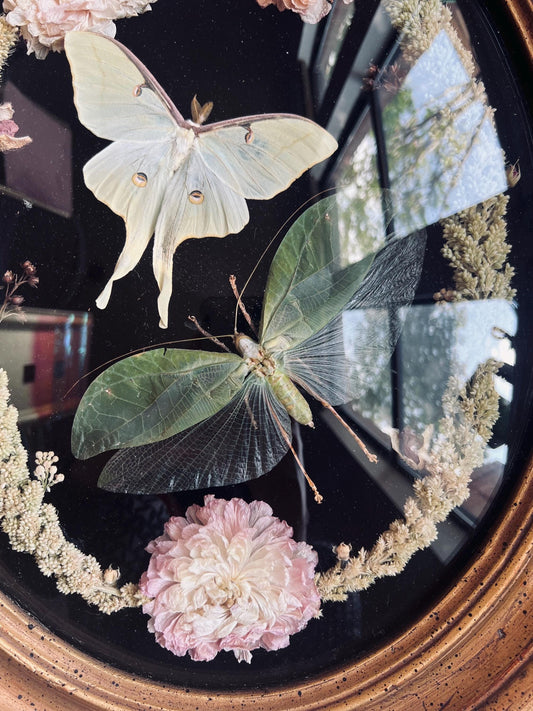 Real Insect Art; Real Luna Moth; Real Bush Cricket; Antique Convex Bubble Glass Frame