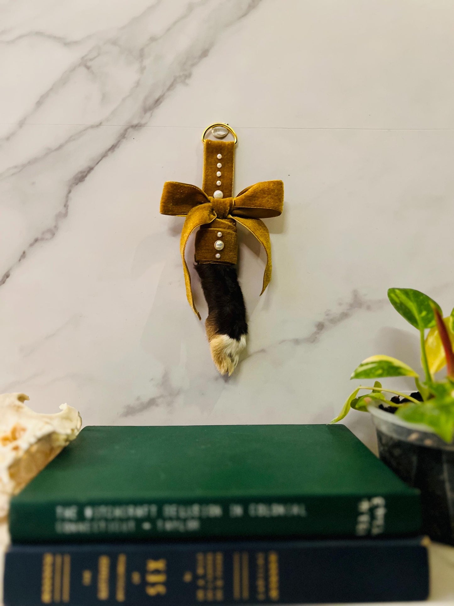 Real Rabbit Foot Display