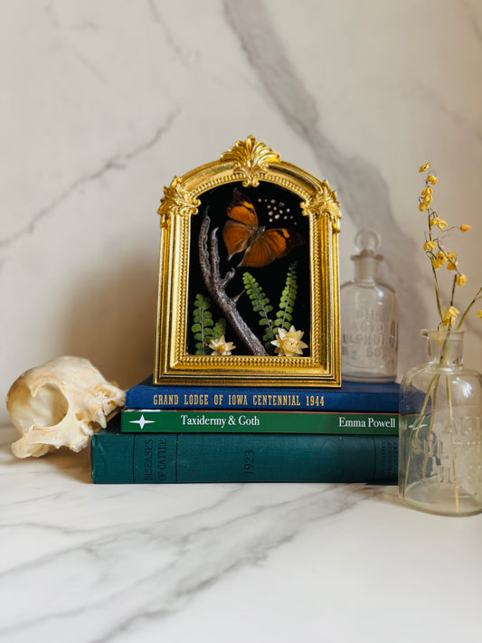 Seraphiel - Real Taxidermy Art; Real Butterfly Art