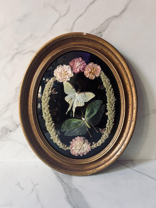 Real Insect Art; Real Luna Moth; Real Bush Cricket; Antique Convex Bubble Glass Frame