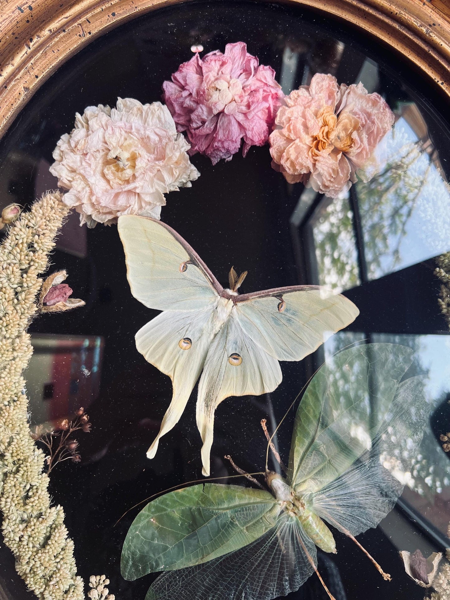 Real Insect Art; Real Luna Moth; Real Bush Cricket; Antique Convex Bubble Glass Frame