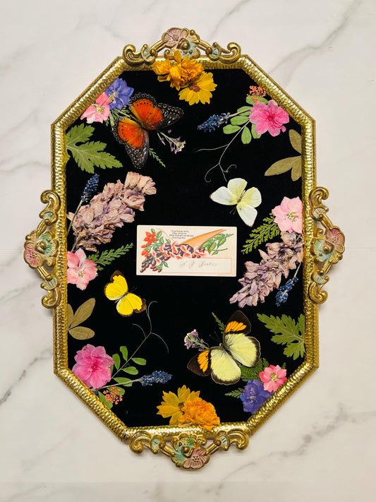 Real Insect Art; Antique Ornate Bubble Convex Frame