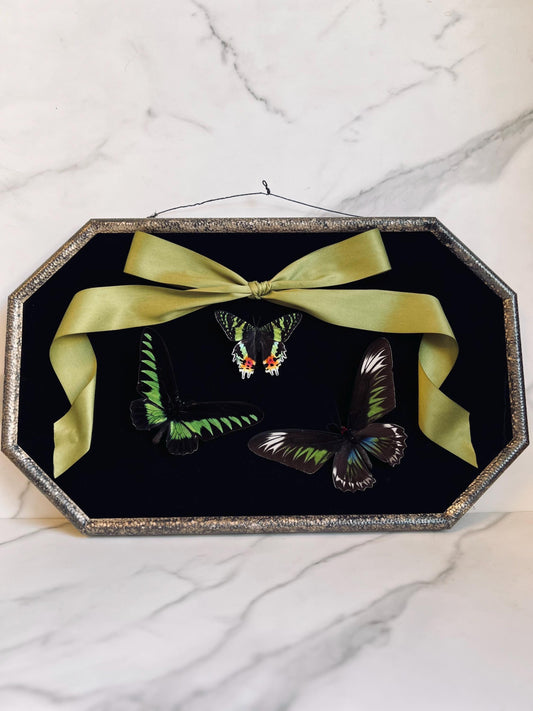 Real Insect Art; Real Butterfly; Real Moth; Antique Convex Bubble Glass Frame