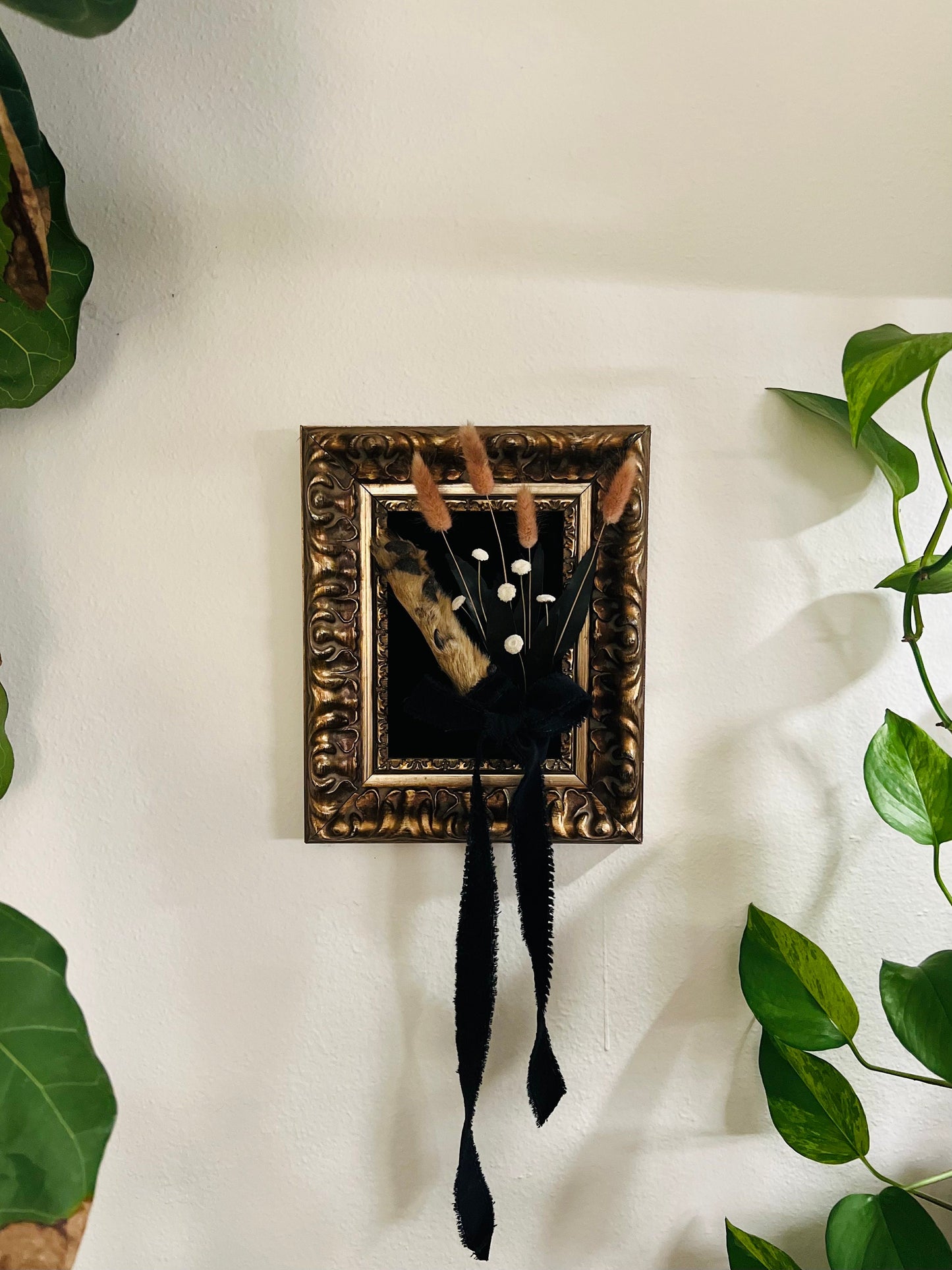 Real Mummified Coyote Paw Display; Vintage Ornate Frame