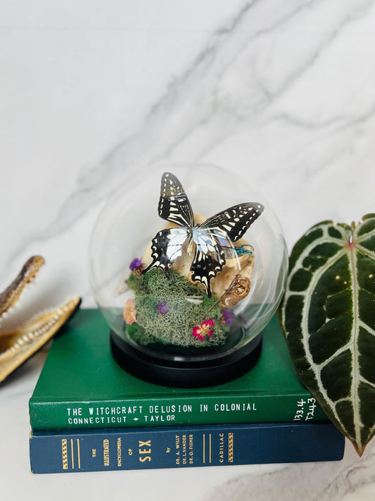 Real Bone Art; Real Insect Art; Glass Cloche