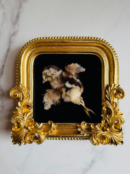 Valencia - Real Taxidermy Art