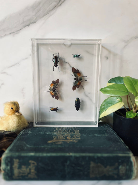 Real Insect Art; Acrylic Shadowbox