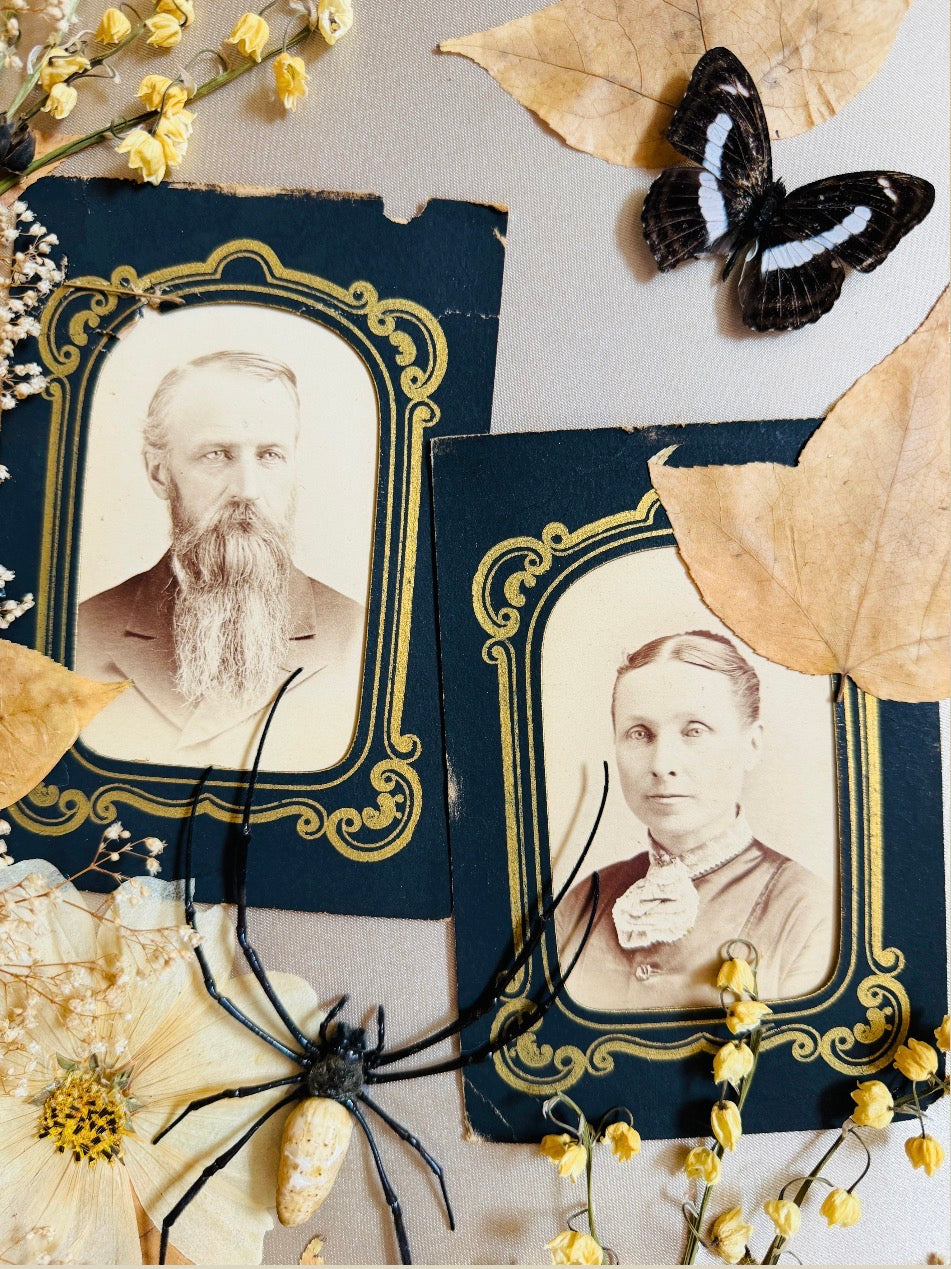 Fenric - Real Butterfly & Spider Art; Antique Tintypes