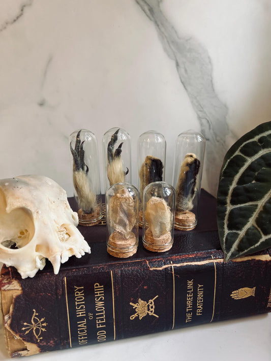 Real Animal Foot Display; Real Cocoon Display; Glass Cloche Display
