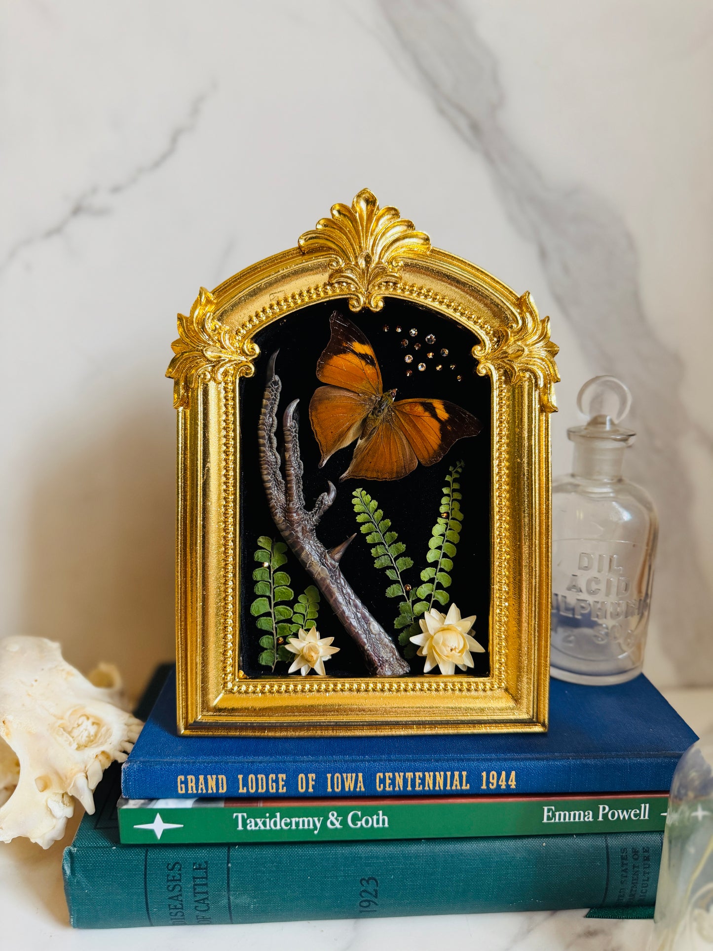 Seraphiel - Real Taxidermy Art; Real Butterfly Art