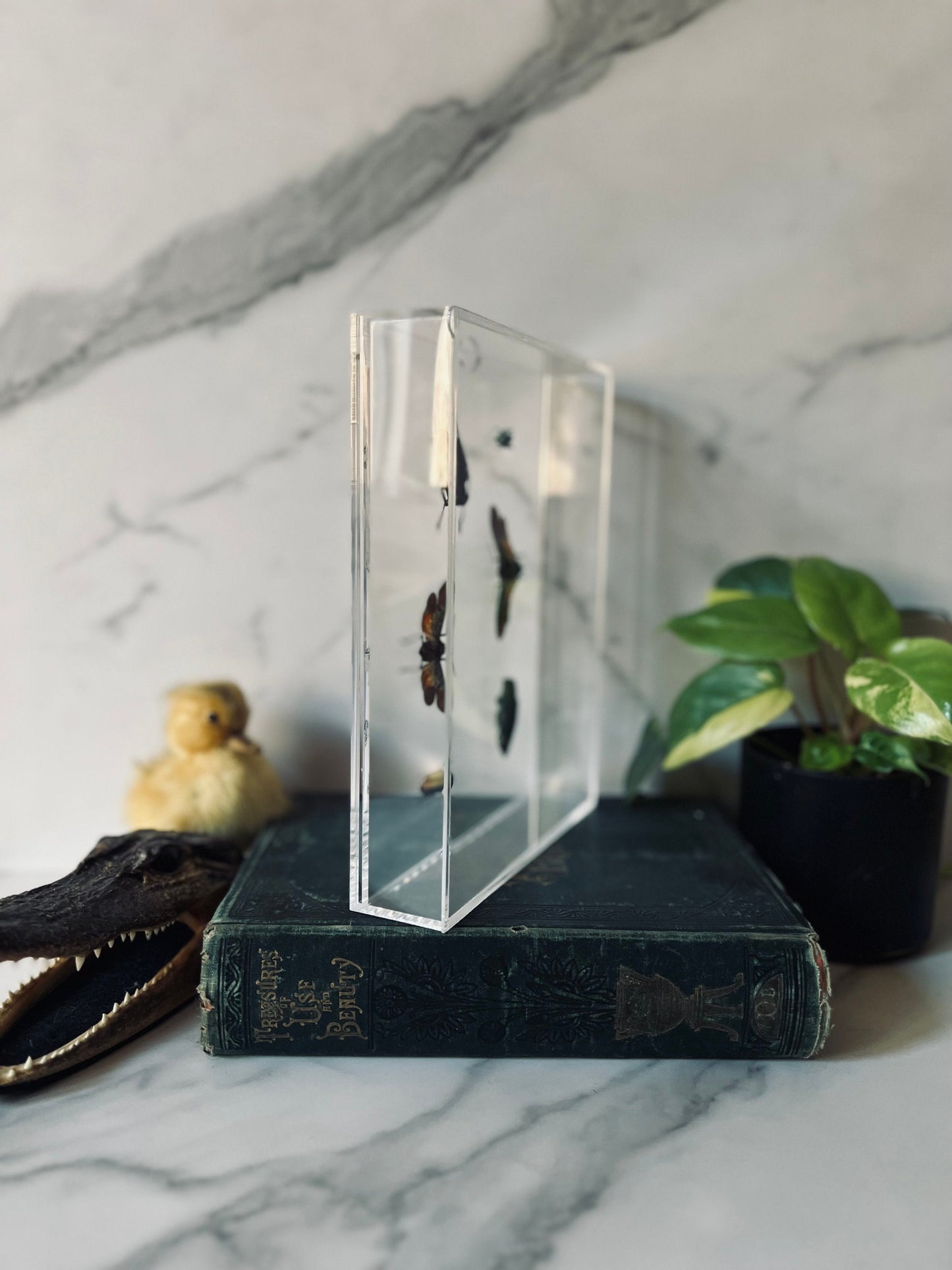 Real Insect Art; Acrylic Shadowbox