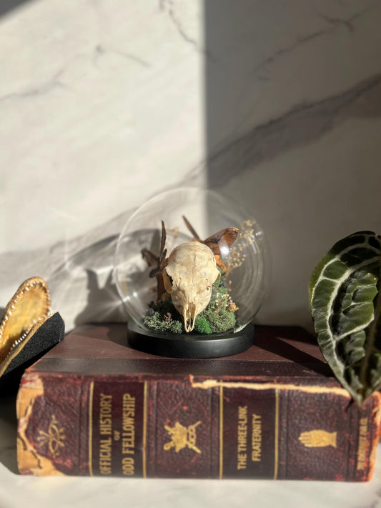 Real Skull Art; Real Insect Art; Glass Cloche