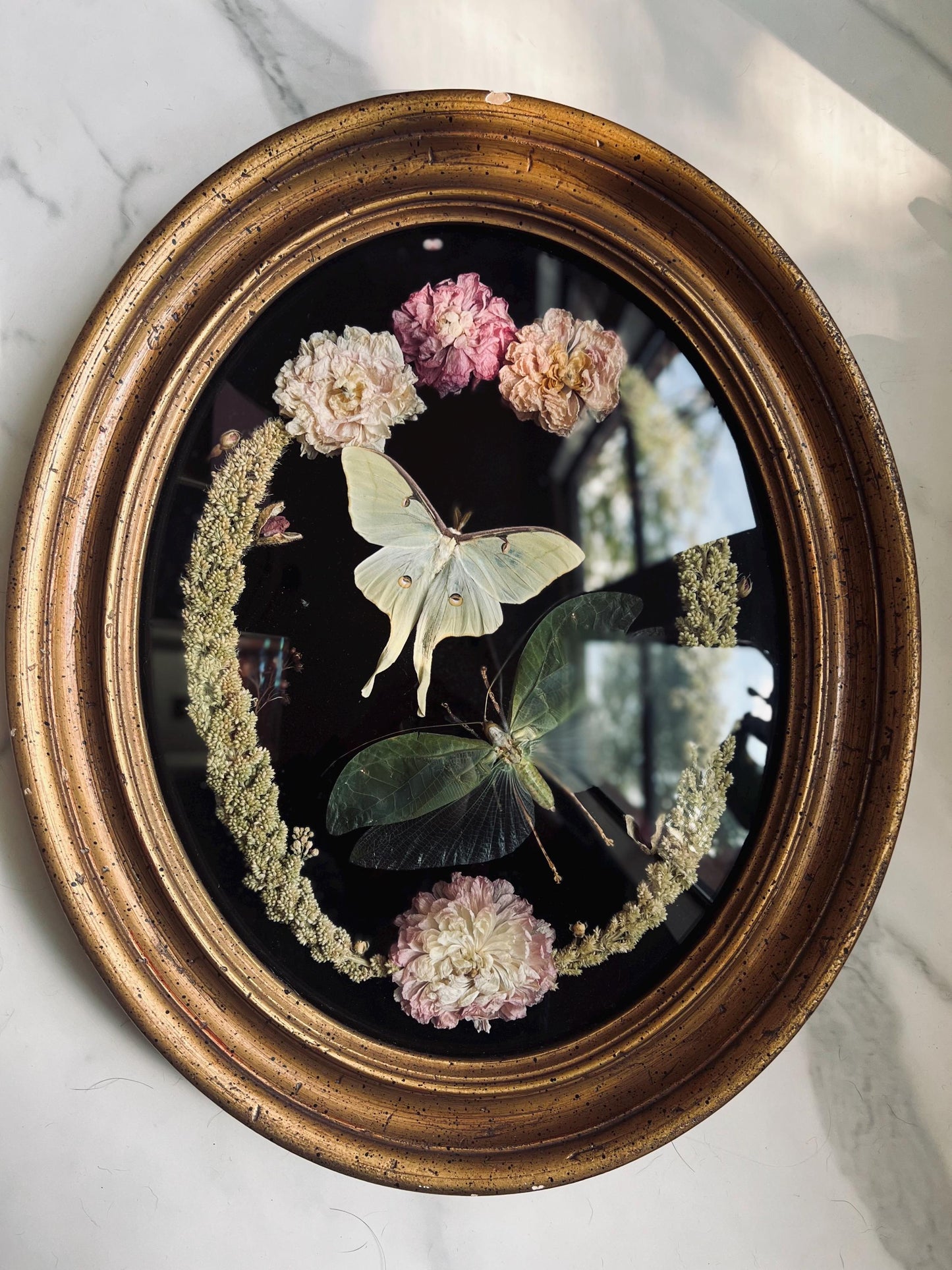 Real Insect Art; Real Luna Moth; Real Bush Cricket; Antique Convex Bubble Glass Frame