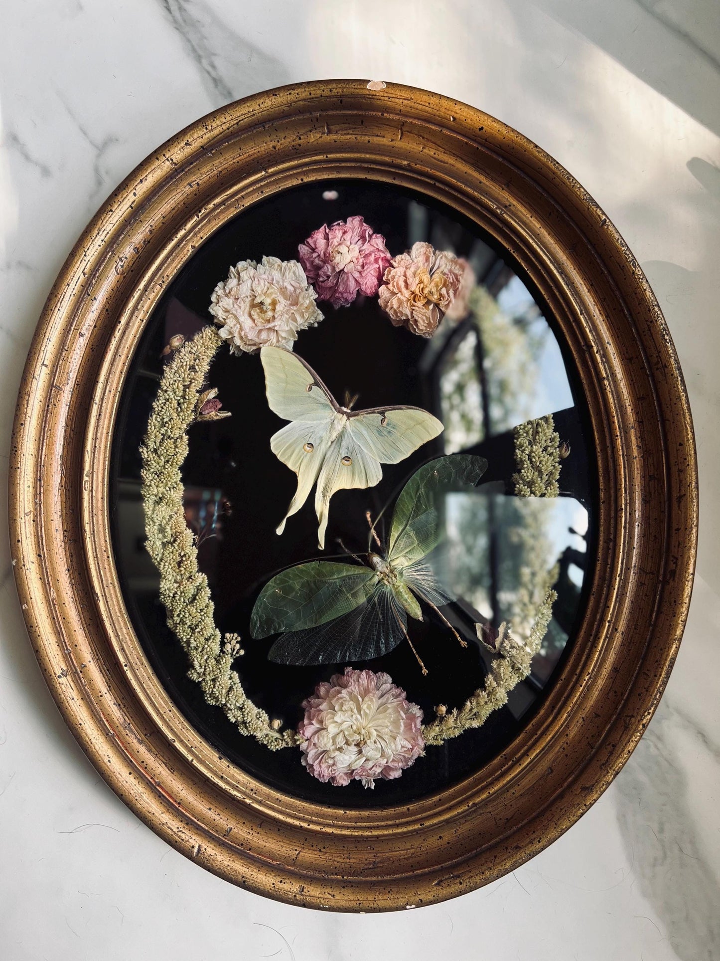 Real Insect Art; Real Luna Moth; Real Bush Cricket; Antique Convex Bubble Glass Frame